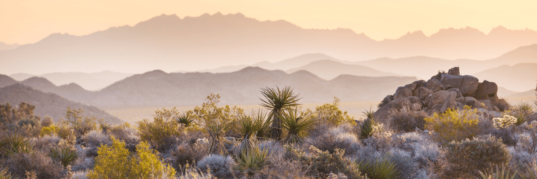 CEREC Crowns and Bridges | Dentist